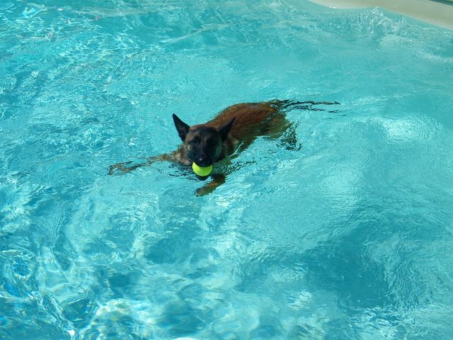 Era en plein match de water-polo..