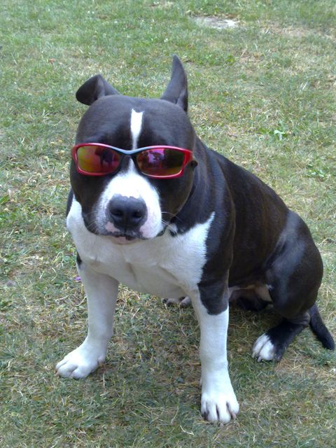 Cobalt "Clooney"